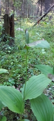 Cypripedium calceolus