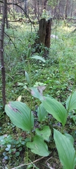 Cypripedium calceolus