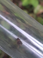 Myrmecophilus acervorum