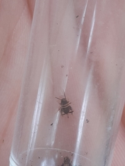 Myrmecophilus acervorum