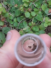 Myrmecophilus acervorum