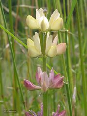 Lupinus gredensis