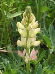 Lupinus gredensis