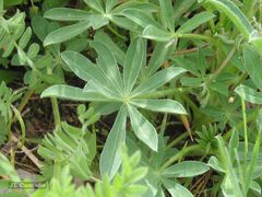 Lupinus gredensis