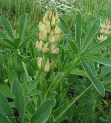 Lupinus gredensis