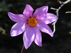 Dahlia sherffii