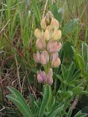 Lupinus gredensis