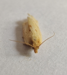 Clepsis pallidana