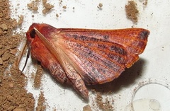 Drepanogynis villaria