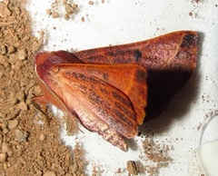 Drepanogynis villaria