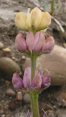 Lupinus gredensis