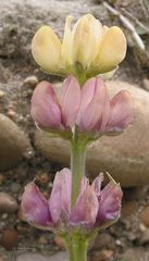 Lupinus gredensis