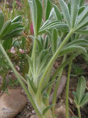 Lupinus gredensis