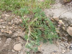 Lupinus gredensis