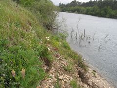 Lupinus gredensis