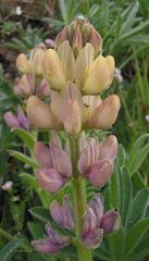 Lupinus gredensis