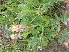 Lupinus gredensis