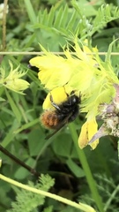Bombus wurflenii