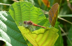 Sympetrum sanguineum