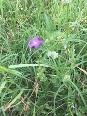 Triodanis perfoliata