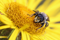Megachile ligniseca