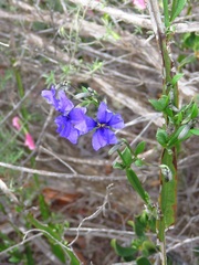 Dampiera alata