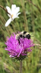 Bombus mesomelas