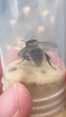 Bombus mesomelas