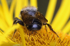 Megachile ligniseca