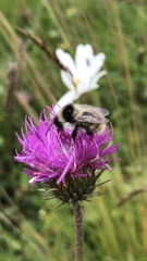 Bombus mesomelas