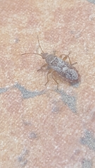 Orsillus maculatus