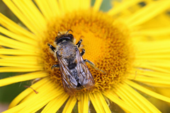 Megachile ligniseca
