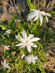 Jasminum multipartitum