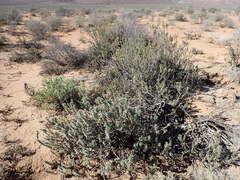 Euryops lateriflorus