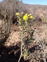 Euryops lateriflorus