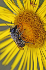 Megachile ligniseca