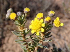 Euryops lateriflorus