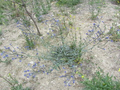 Anchusa leptophylla
