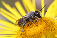 Megachile ligniseca