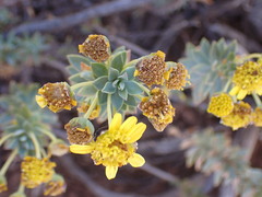 Euryops lateriflorus
