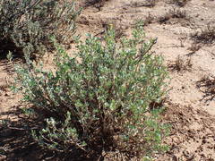Hertia cluytiifolia