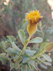 Hertia cluytiifolia