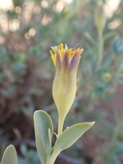 Hertia cluytiifolia
