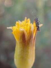 Hertia cluytiifolia