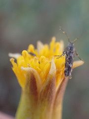Hertia cluytiifolia