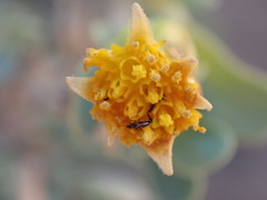 Hertia cluytiifolia