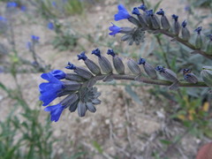Anchusa leptophylla