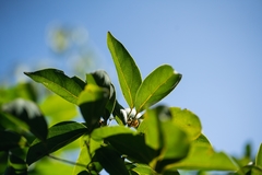 Sinopora hongkongensis