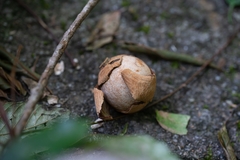 Sinopora hongkongensis