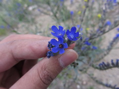 Anchusa leptophylla